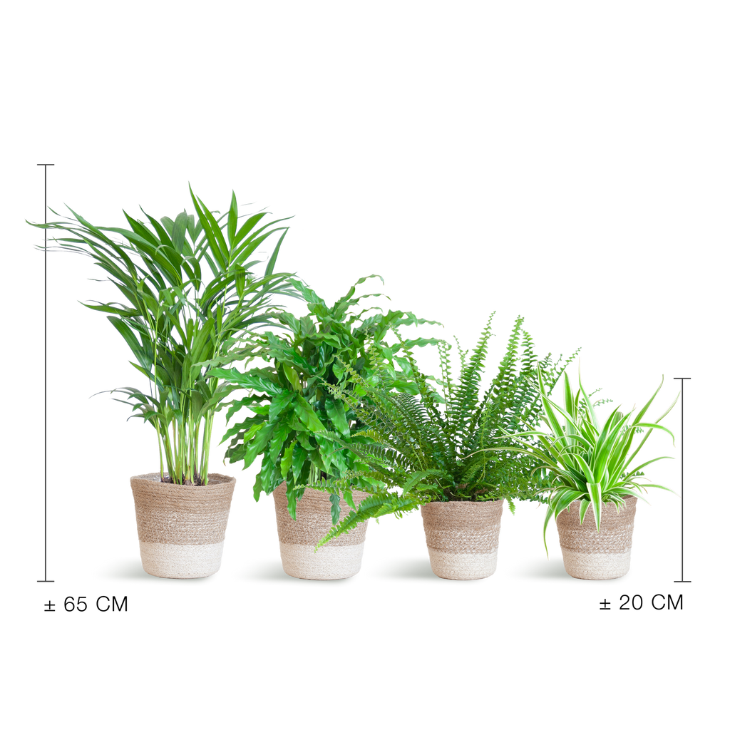 Haustierfreundliches Pflanzenset