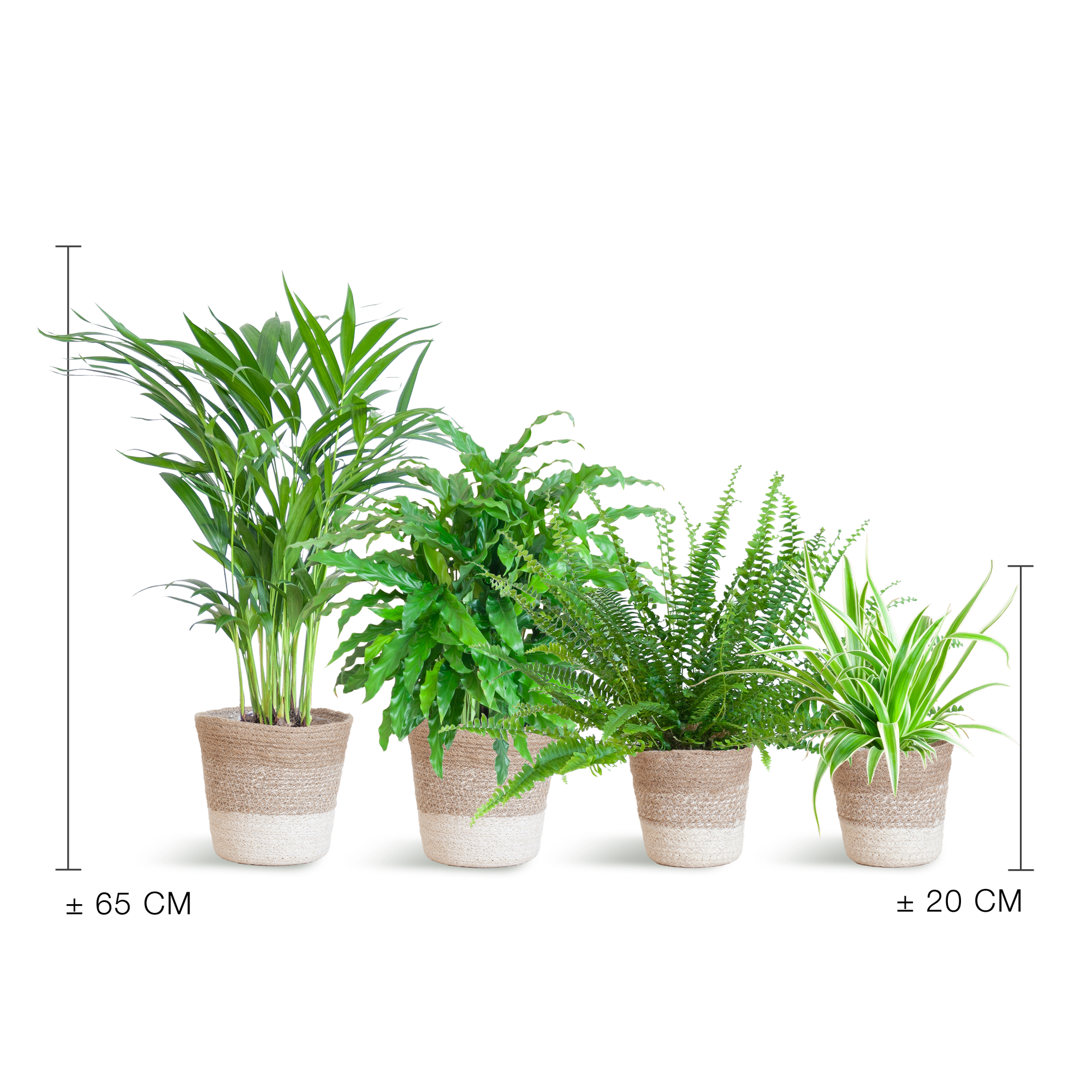 Haustierfreundliches Pflanzenset