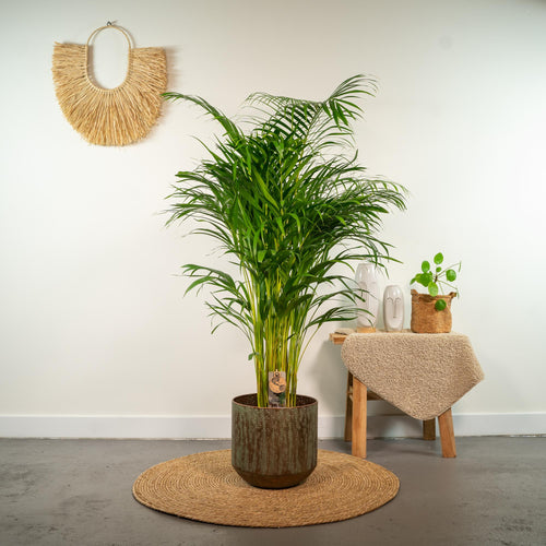 Areca-Palme - Ø21cm - ↕130cm