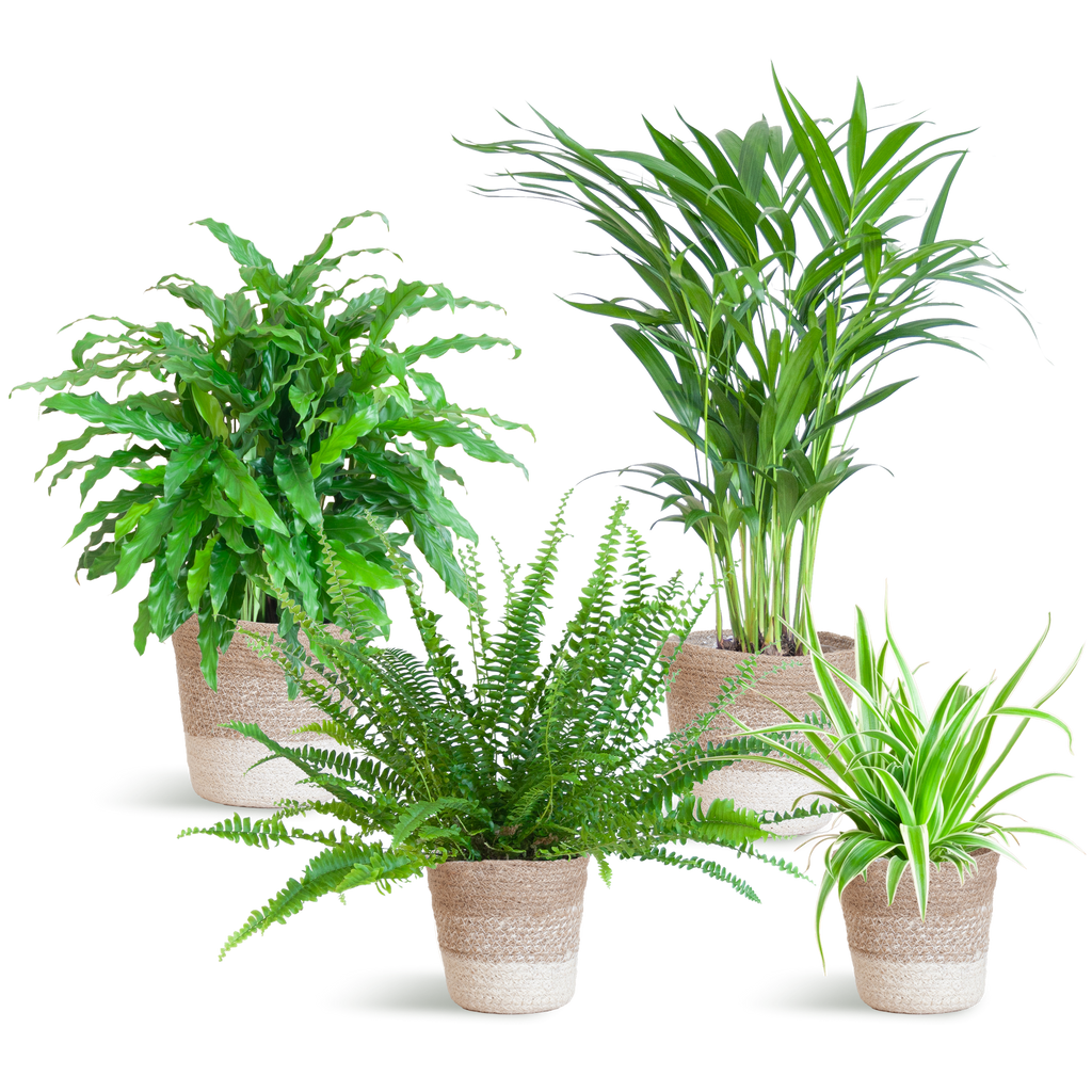 Haustierfreundliches Pflanzenset