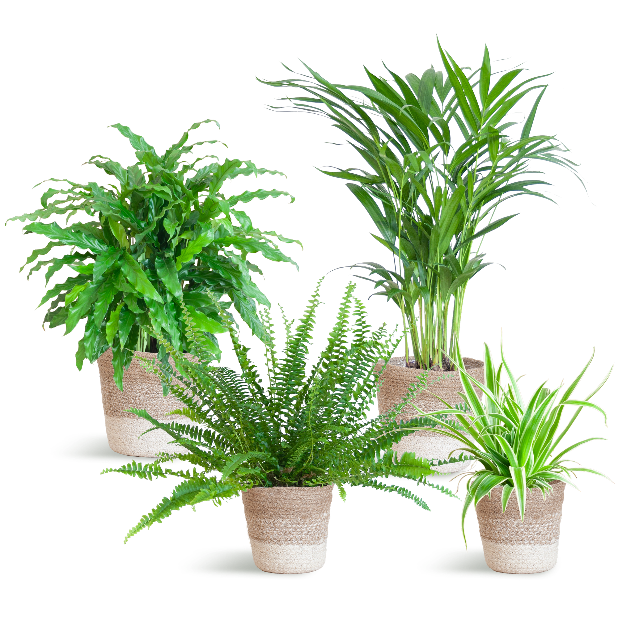 Haustierfreundliches Pflanzenset