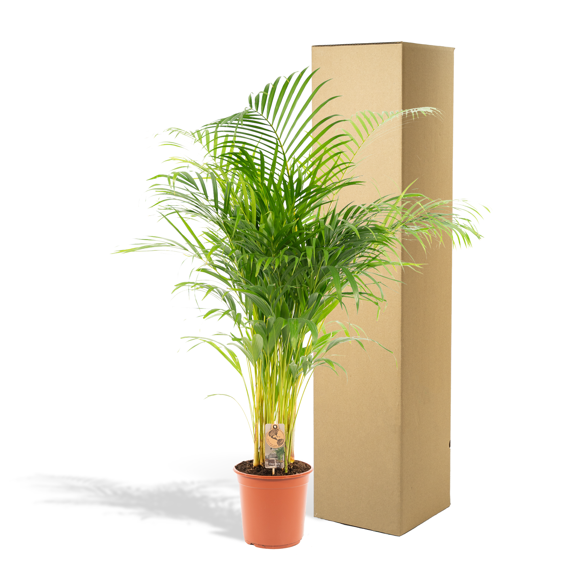 Areca-Palme - Ø21cm - ↕130cm