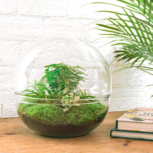 Flaschengarten - Dome XL - ↕ 30 cm - inkl. Rechen + Schaufel + Pinzette + Schere
