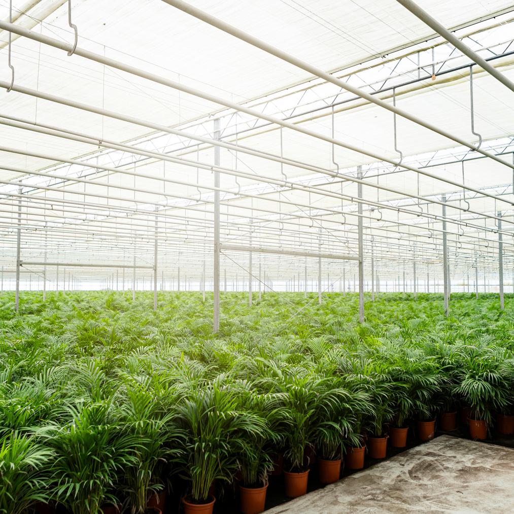 Areca-Palme - Ø21cm - ↕130cm