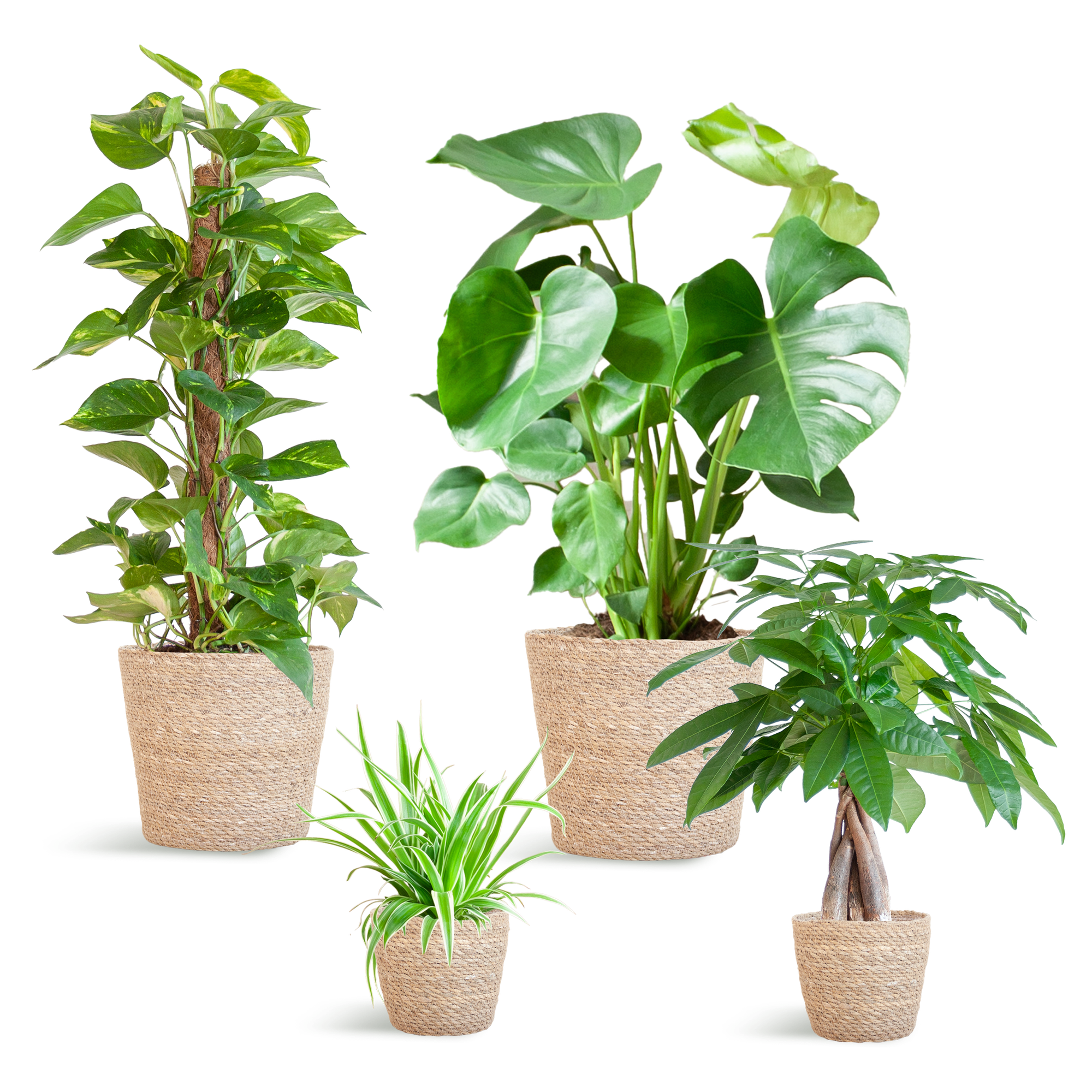 Pflegeleichter Pflanzkasten – medium – mit Korb Sofia