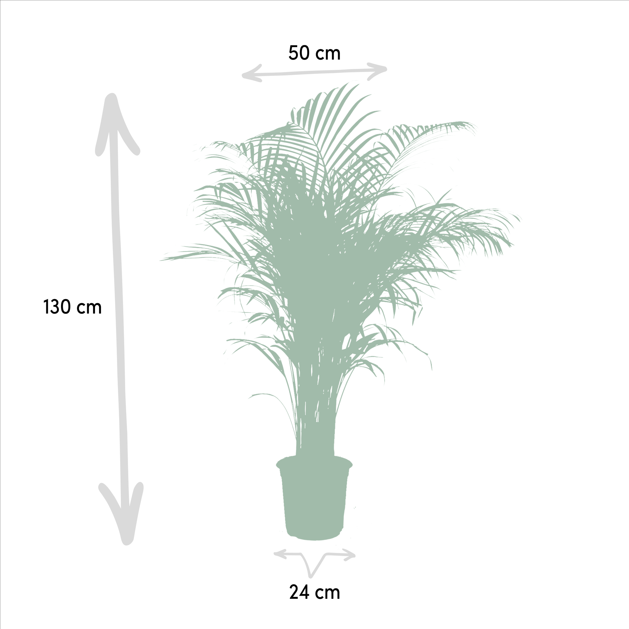 Areca-Palme - Ø21cm - ↕130cm