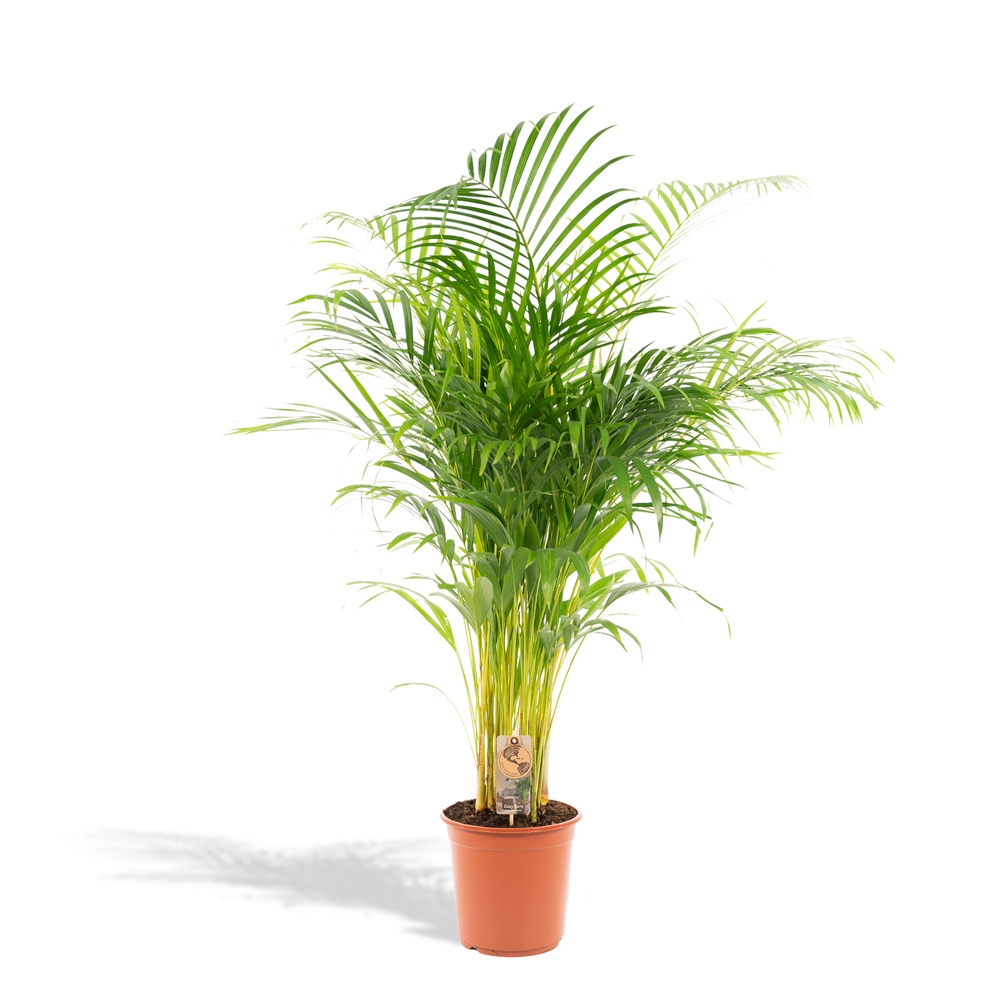 Areca-Palme - Ø21cm - ↕130cm
