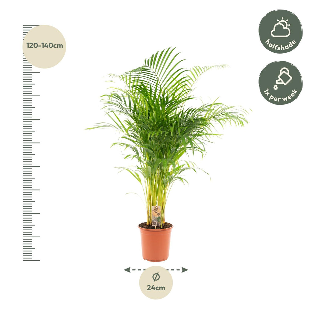 Areca-Palme - Ø21cm - ↕130cm