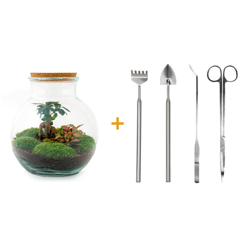 Flaschengarten - Teddy bonsai - ↕ 26,5 cm - inkl. Rechen + Schaufel+ Pinzette + Schere
