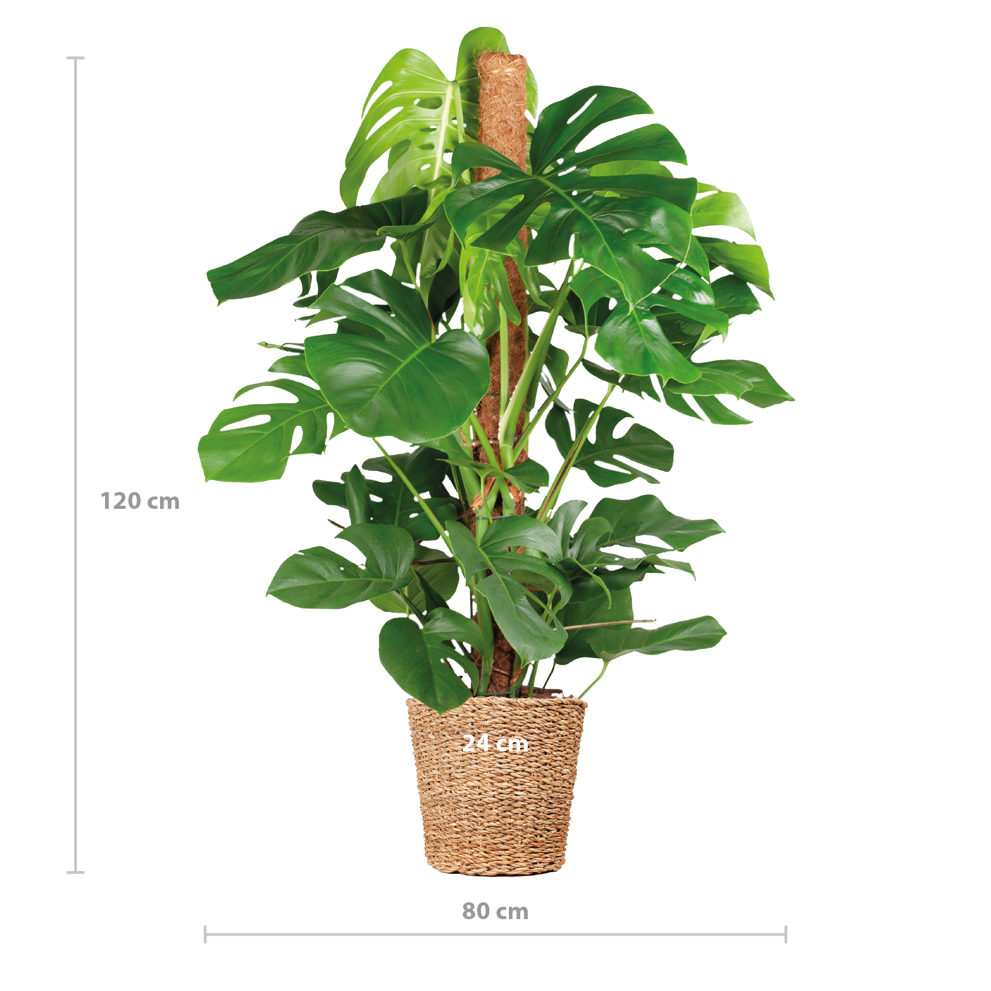 Monstera Deliciosa XL mit Torun-Korb – 120 cm – Ø24